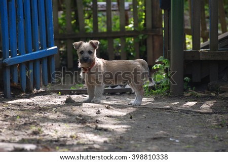 Little village puppy dog looking on you in summer sunny day
