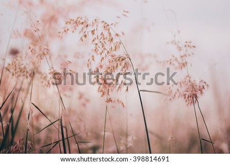 Flowers grass blurred  background vintage