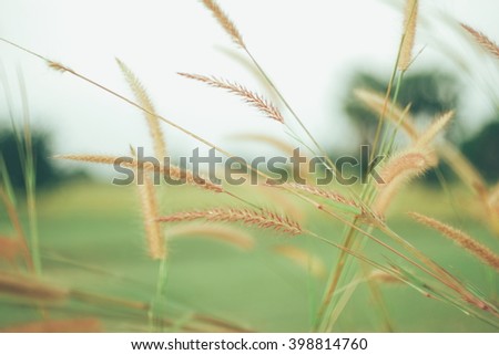 Flowers grass blurred background vintage
