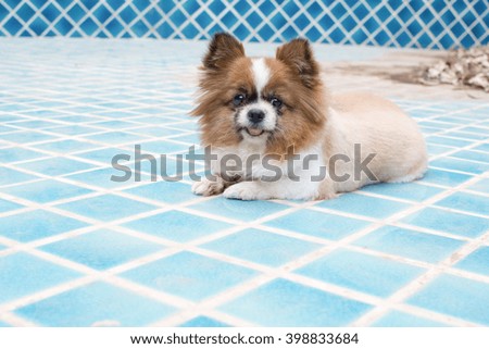 lovely brown pomeranian sit on blue background