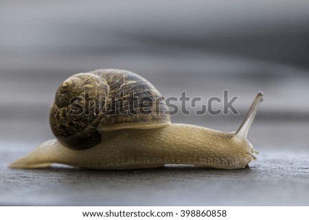 Snail Royalty-Free Stock Photo #398860858