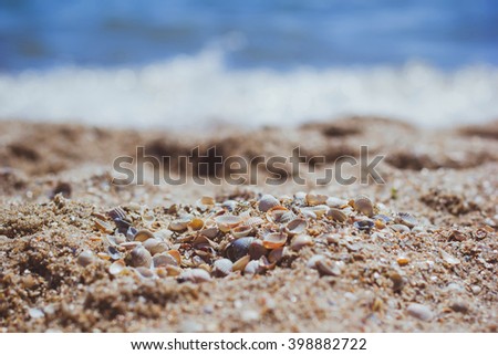 Seashells on the coast of the blue sea. Summer. Recreation. Vacation. Seascape