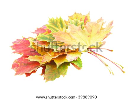 Heap of perfect Autumn Leaf over white. Isolated