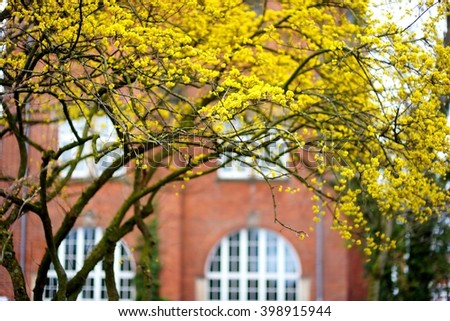 Dogwoods also known as cornus mas, cornelian cherry or european cornel blossoming on sunny spring day