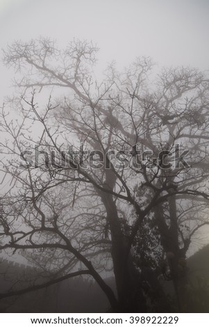 Trees in the mist in one day morning of winter season.