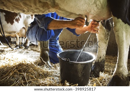 Milking Cow Royalty-Free Stock Photo #398925817