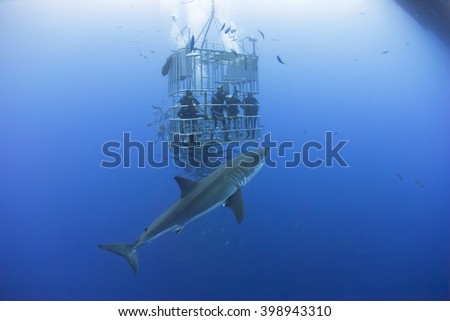 Great white shark in front of a diving cage with scuba divers.
