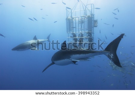 Great white sharks in front of a diving cage with scuba divers.