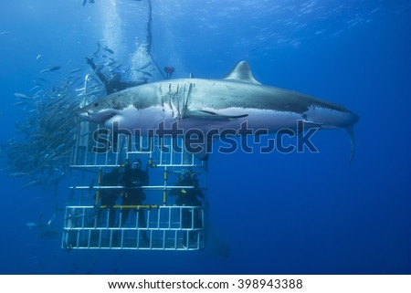 Great white shark sideways in front of a diving cage with scuba divers.