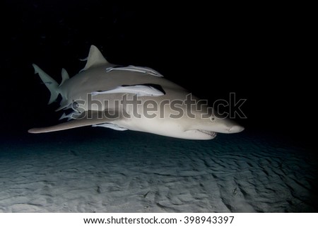 Lemon shark showing sharp teeth  in the dark