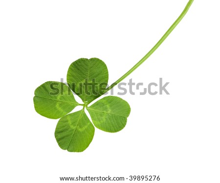 Shamrock four leaf clover isolated on white