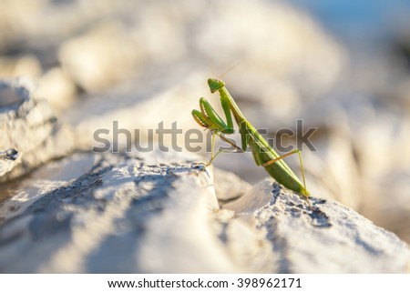 Macro photo of green praying  mantis on rocks