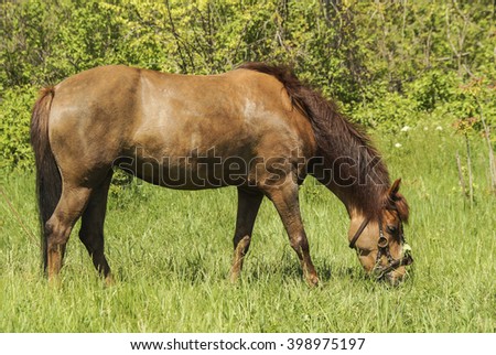 light brown horse in a green forest in the background of trees