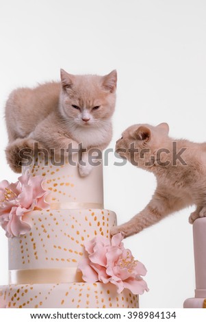 Sweet cat love. Pretty little kitten is smelling the other one. Pets are sitting on pastel pink cakes on white background.
