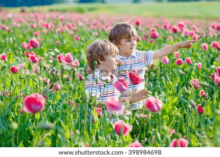 Two funny little sibling boys, kids and friends in blooming poppy field with pink flowers. Active leisure with kids in summer, on sunny warm day, outdoors.