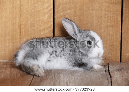 Rabbit lying on the wooden floor