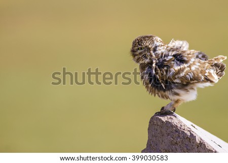 Cute little owl, Green nature background. Bird: Little Owl. Athene noctua.