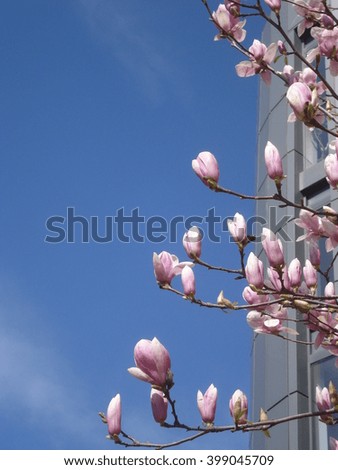 Pink magnolia flowering branches near office building corner