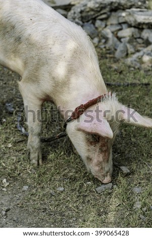 young pig eating from the earth