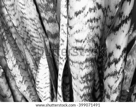 A Black And White Close-Up image of Sansevieria, also known as Mother-In-Law's Tongue or Snake Plant, growing outdoors in Florida.