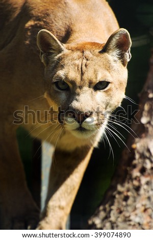 Portrait of a cougar, mountain lion, puma, panther