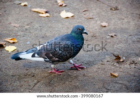 Closeup view of one small beautiful full length standing bird of pigeon or dove on grey road with yellow tree leaves in autumn outdoor, horizontal picture