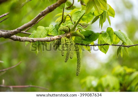 Inflorescence of blossoming birch closeup on a spring day. Beginning of new life. Birch catkins with green leaves at tree branches. Birch Tree Blossoms. Spring background with branch of birch catkins Royalty-Free Stock Photo #399087634