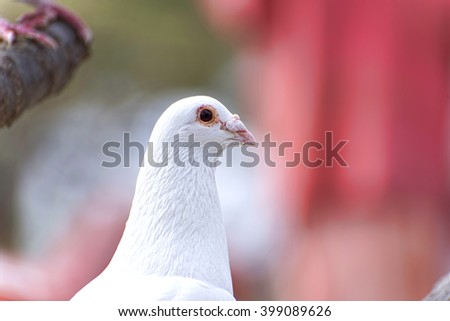 white pigeon closeup