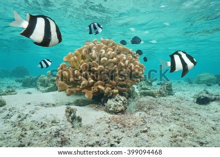 Tropical fish whitetail dascyllus damselfish on foreground with cauliflower coral in shallow water of the lagoon, Moorea, Pacific ocean, French Polynesia