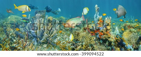 Coral reef underwater panorama with colorful marine life composed by tropical fishes and sea sponges, Caribbean sea Royalty-Free Stock Photo #399094522