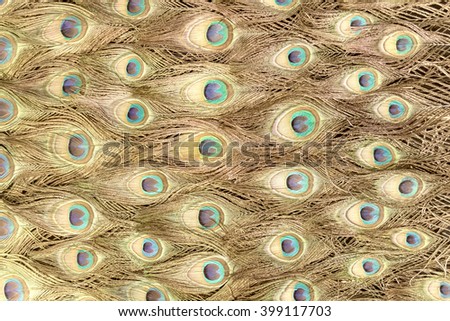 Golden Peafowl pattern