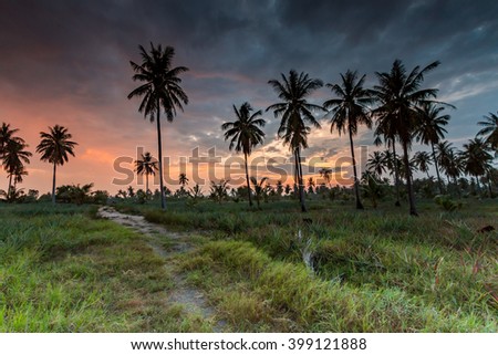 Tall coconut palm trees at twilight sky.