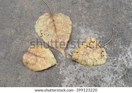 Leaves on concrete