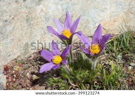 Alpine flower Pulsatilla Halleri, Aosta valley