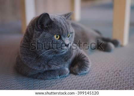 A portraiture of a cat in the room filled with soft light and use soft focus. The main focus point is at the eyes. Photo was taken with intended to shift WB and blur some part of the photo. Relax 