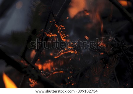 Bonfire and burning fir branches and needles