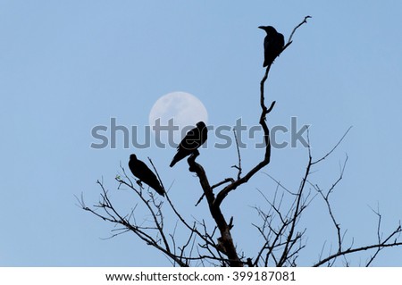 blurred silhouette of crow on tree with the moon