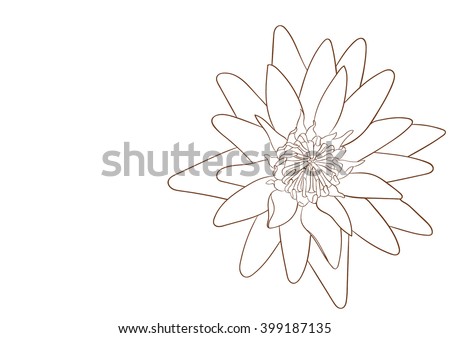 lotus blooming flower hand draw vector