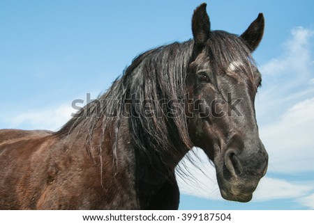 Portrait of black stallion against the blue sky