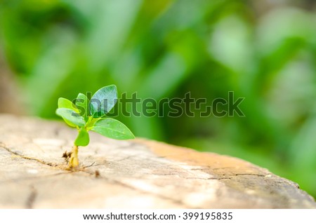 New green leaves born on old tree, textured background , nature stock photo,select focus
