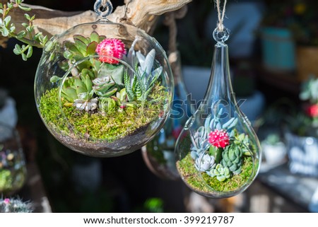 Mini-succulents in glass terrariums. Royalty-Free Stock Photo #399219787