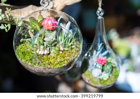 Mini-succulents in glass terrariums. Royalty-Free Stock Photo #399219799