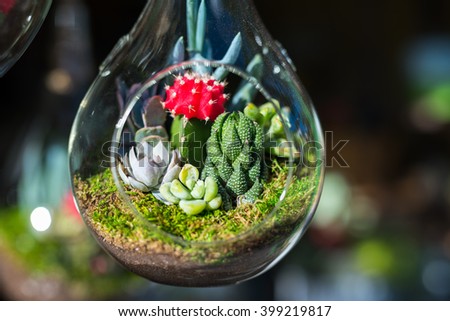 Mini-succulent and cactus in glass terrarium. Royalty-Free Stock Photo #399219817
