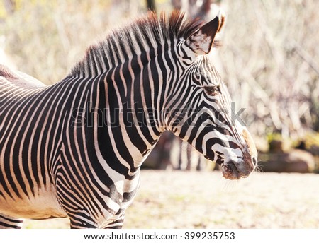 zebra looks to the right portrait