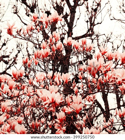 Magnolia tree in blossom and bare trees at background. Spring confronts and overcomes winter. Toned vibrant photo.