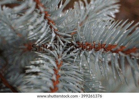 blue spruce