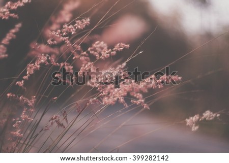 Red Natal grass blurred bokeh background vintage