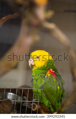 birds,parrots
