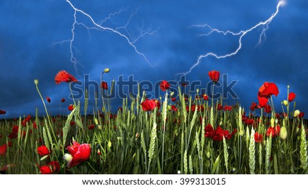 Field with bright blooming poppies in Ukraine, of Europe, very beautiful natural phenomenon in the early leta.Eto favorite subject for painters, artists, photographers, working on his background.