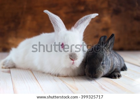 Couple Animal Small Grey Rabbit White Big Wooden Background Easter Theme